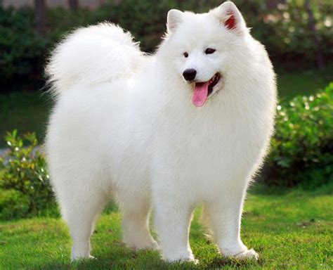 白色狗狗